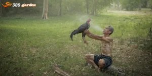 Cách Tắm Cho Gà Đá - Bí Quyết Giữ Chiến Kê Khỏe Mạnh Và Lông Mượt