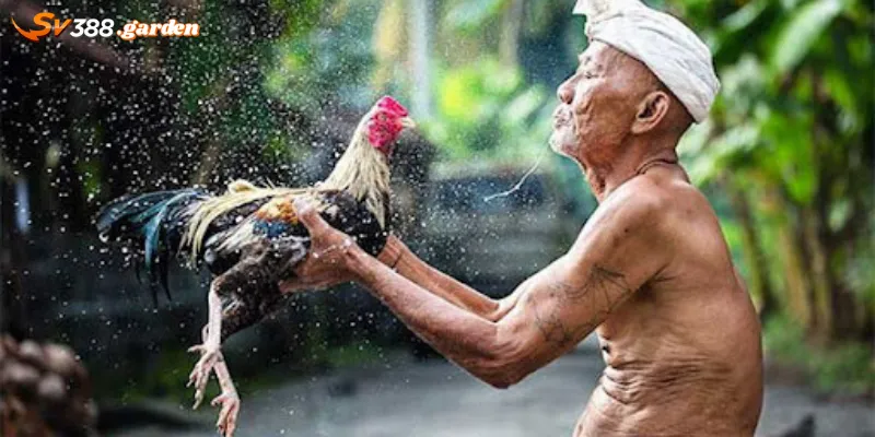 Tại sao gà đá cần được tắm thường xuyên